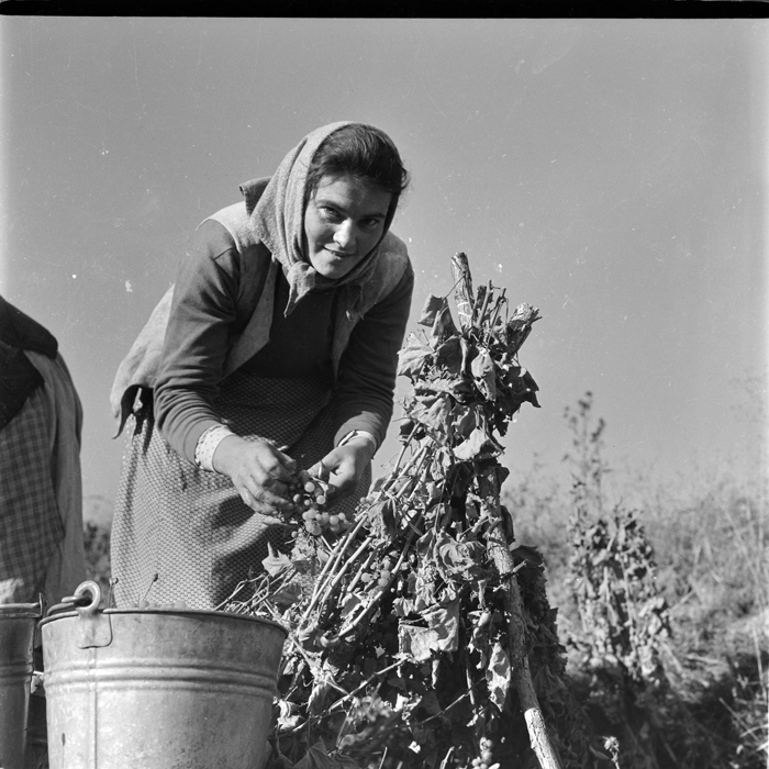 minerva_deak_f_c1_agrar-070