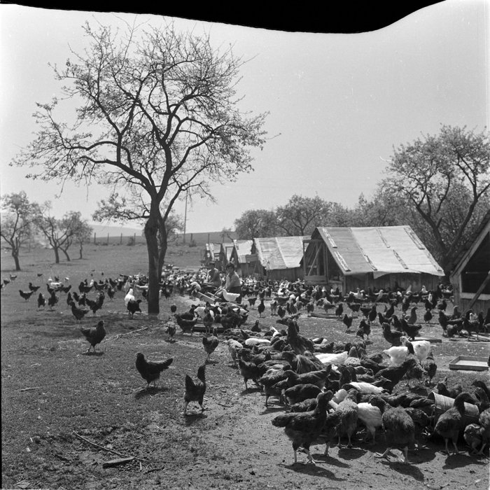 minerva_deak_f_c1_agrar-072