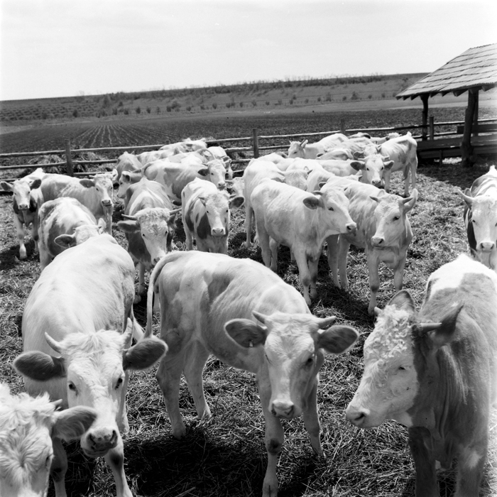 minerva_deak_f_c1_agrar-080