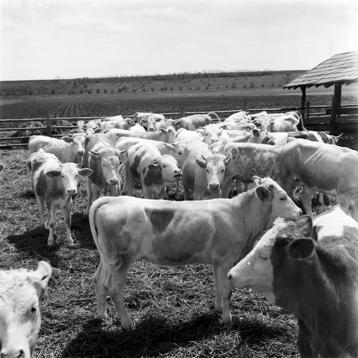 minerva_deak_f_c1_agrar-081