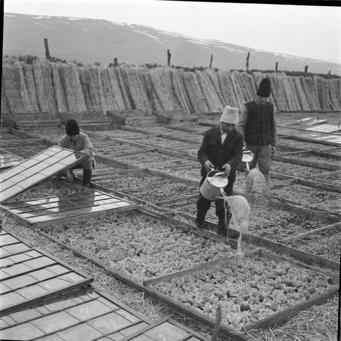 minerva_deak_f_c1_agrar-084