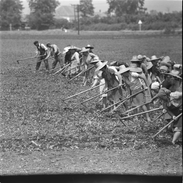 minerva_deak_f_c1_agrar-086