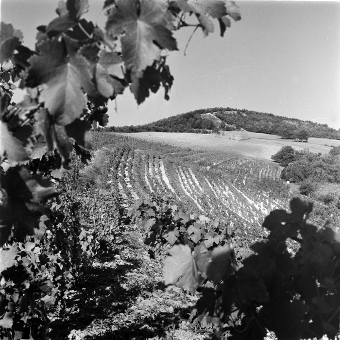 minerva_deak_f_c1_agrar-087