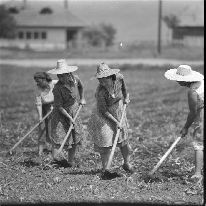 minerva_deak_f_c1_agrar-089