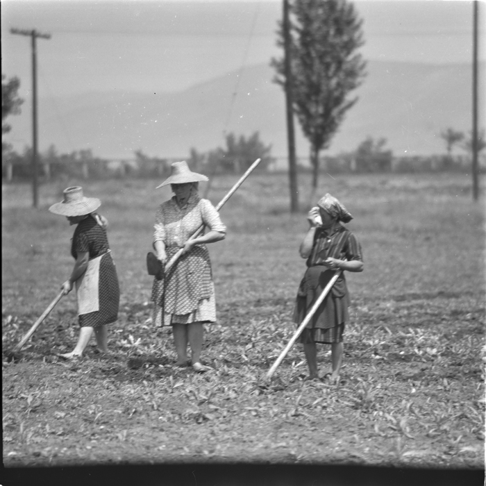 minerva_deak_f_c1_agrar-090