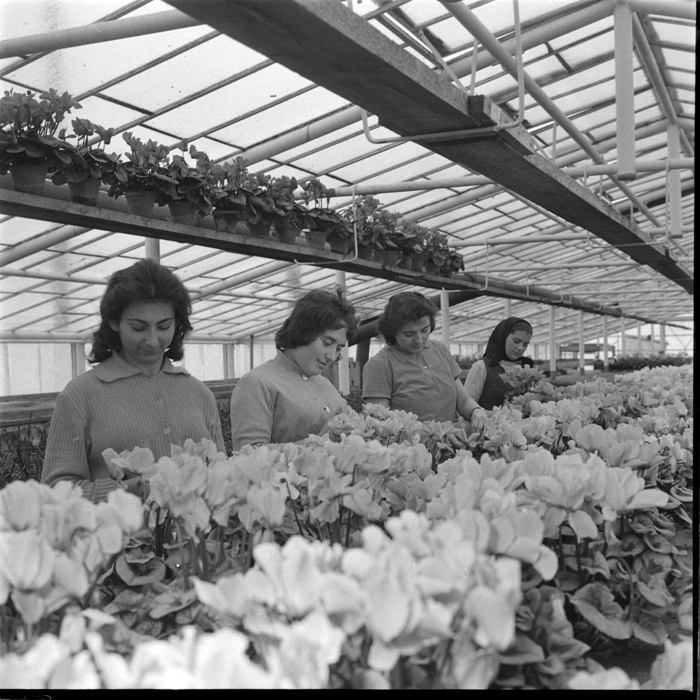 minerva_deak_f_c1_agrar-091