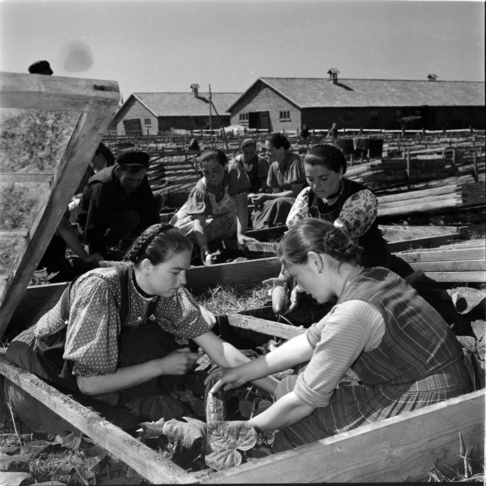 minerva_deak_f_c1_agrar-092