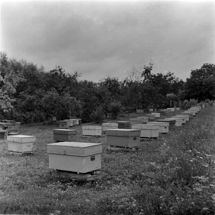 minerva_deak_f_c1_agrar-101