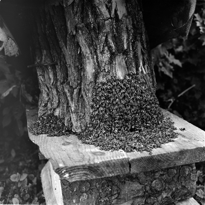 minerva_deak_f_c1_agrar-102