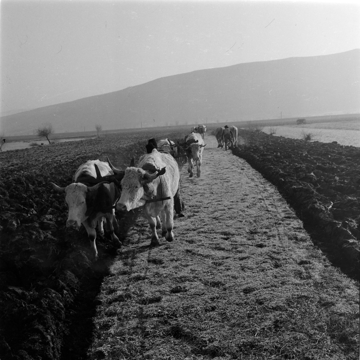 minerva_deak_f_c1_agrar-105