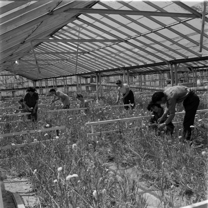 minerva_deak_f_c1_agrar-112