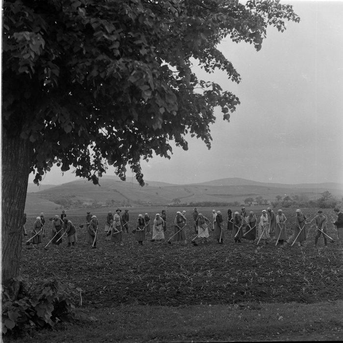 minerva_deak_f_c1_agrar-116