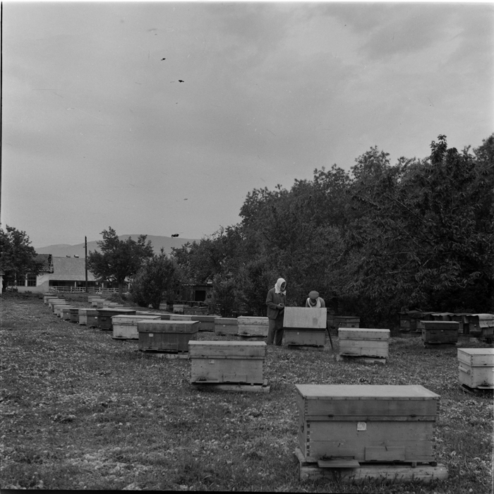 minerva_deak_f_c1_agrar-121