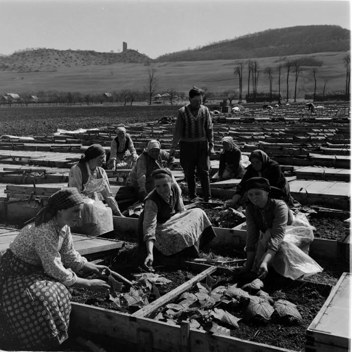 minerva_deak_f_c1_agrar-126