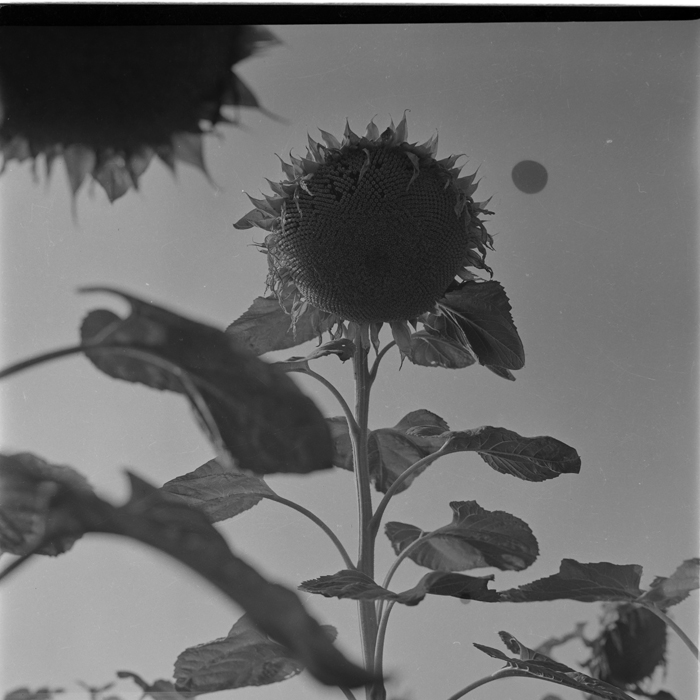 minerva_deak_f_c1_agrar-129