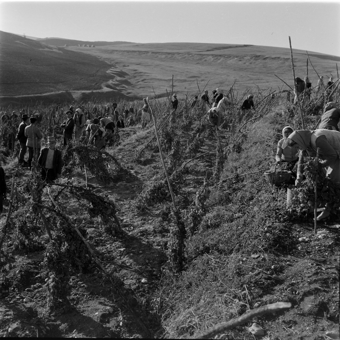 minerva_deak_f_c1_agrar-131