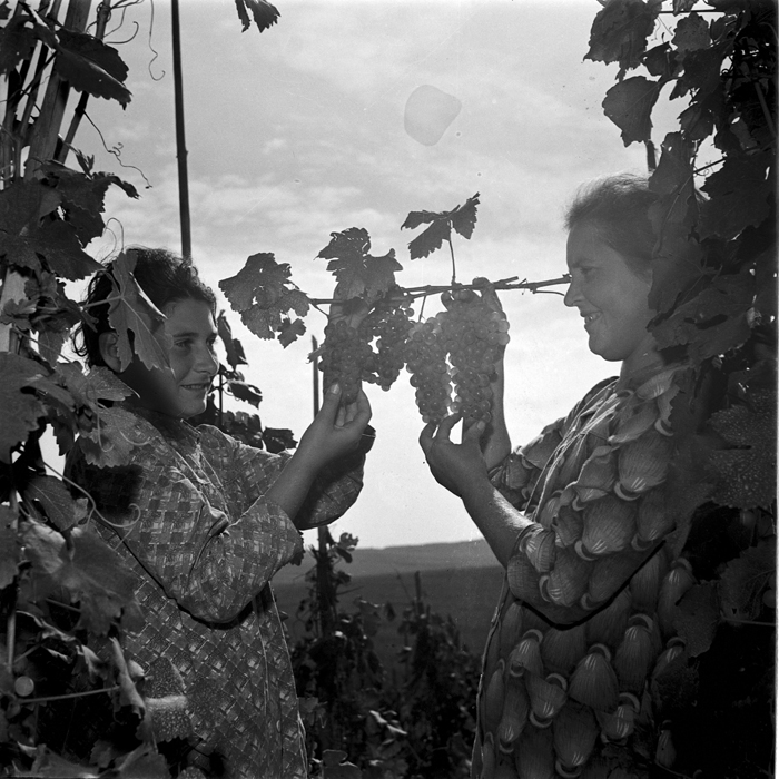 minerva_deak_f_c1_agrar-145