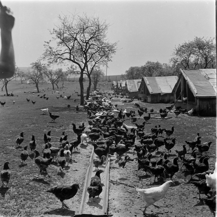 minerva_deak_f_c1_agrar-149