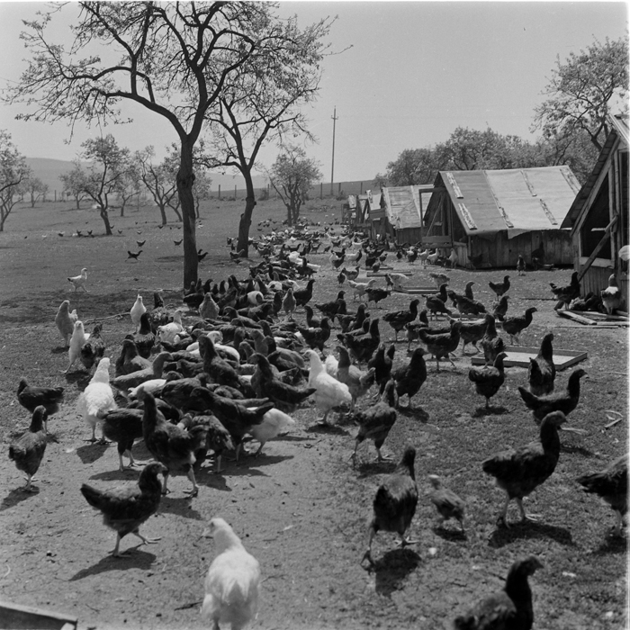 minerva_deak_f_c1_agrar-150