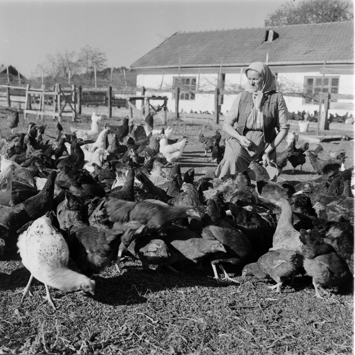 minerva_deak_f_c1_agrar-161