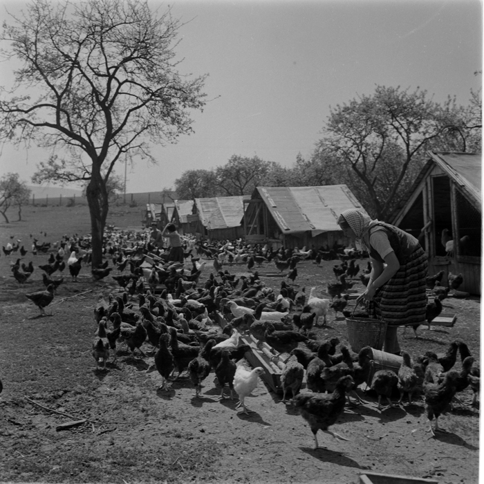 minerva_deak_f_c1_agrar-163