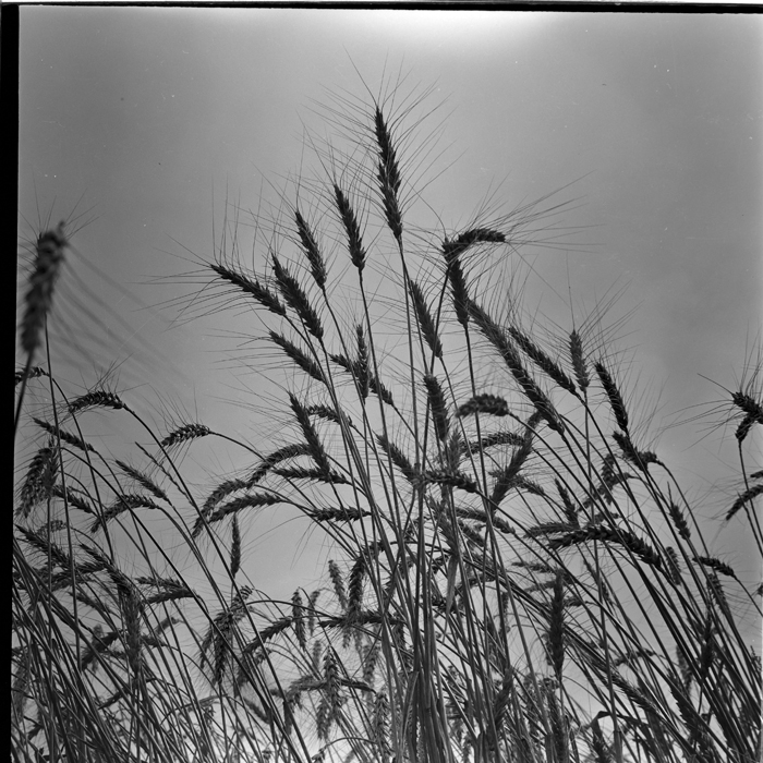 minerva_deak_f_c1_agrar-164