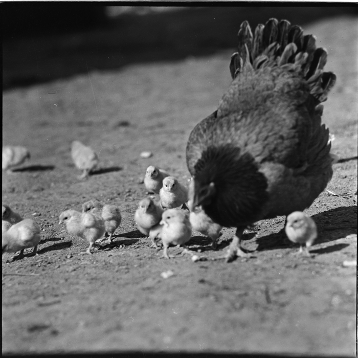 minerva_deak_f_c1_agrar-166