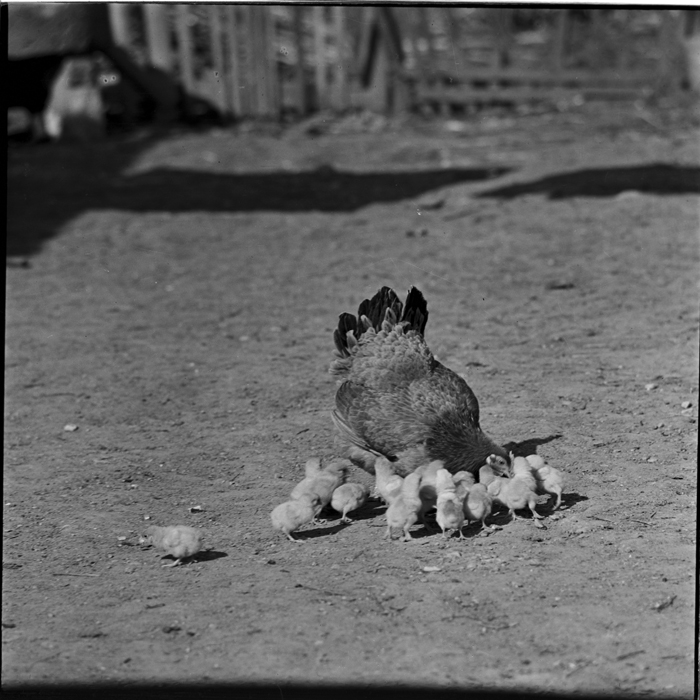 minerva_deak_f_c1_agrar-184