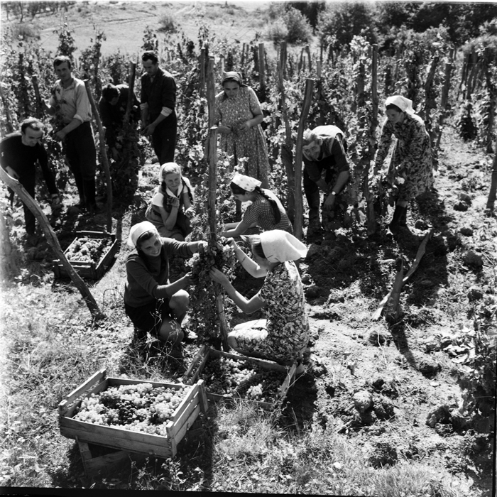 minerva_deak_f_c1_agrar-189