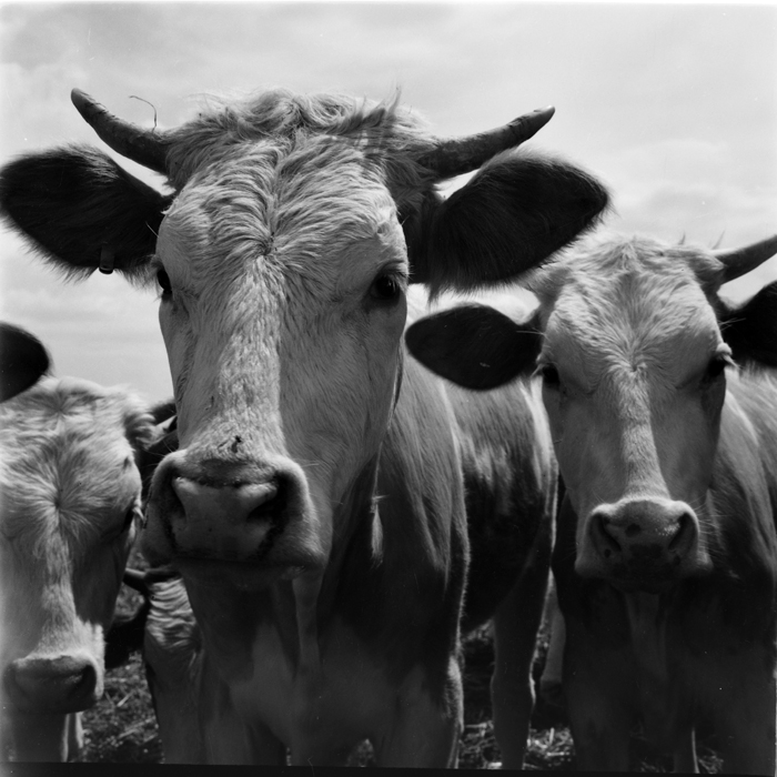 minerva_deak_f_c1_agrar-196