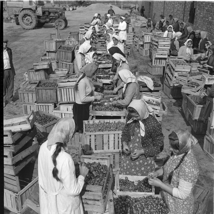 minerva_deak_f_c1_agrar-202