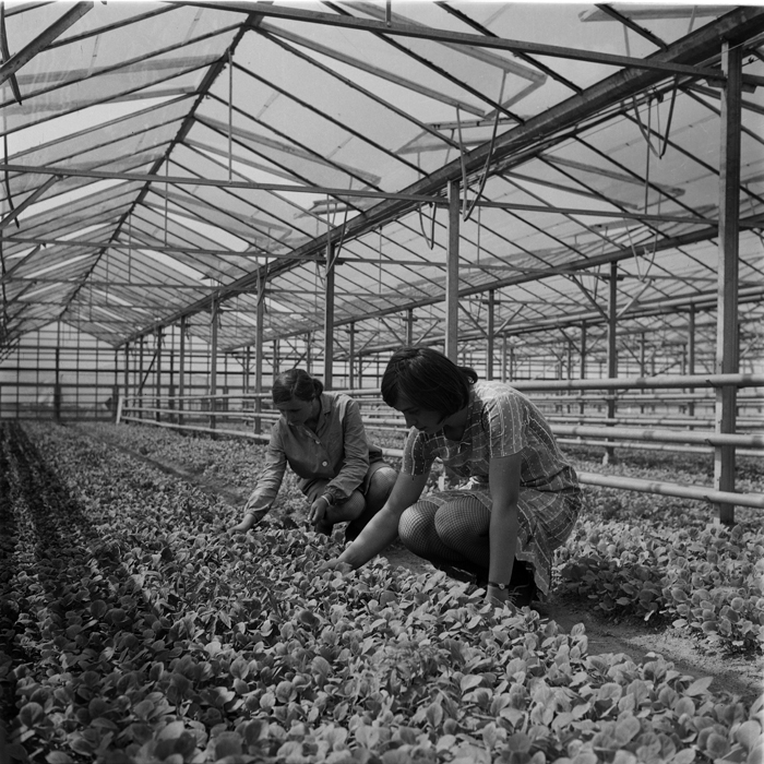 minerva_deak_f_c1_agrar-203