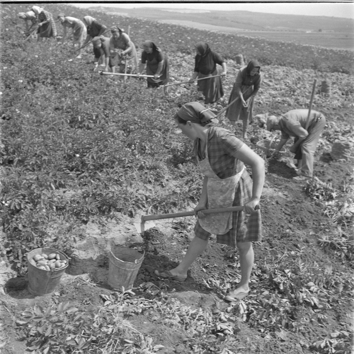 minerva_deak_f_c1_agrar-204