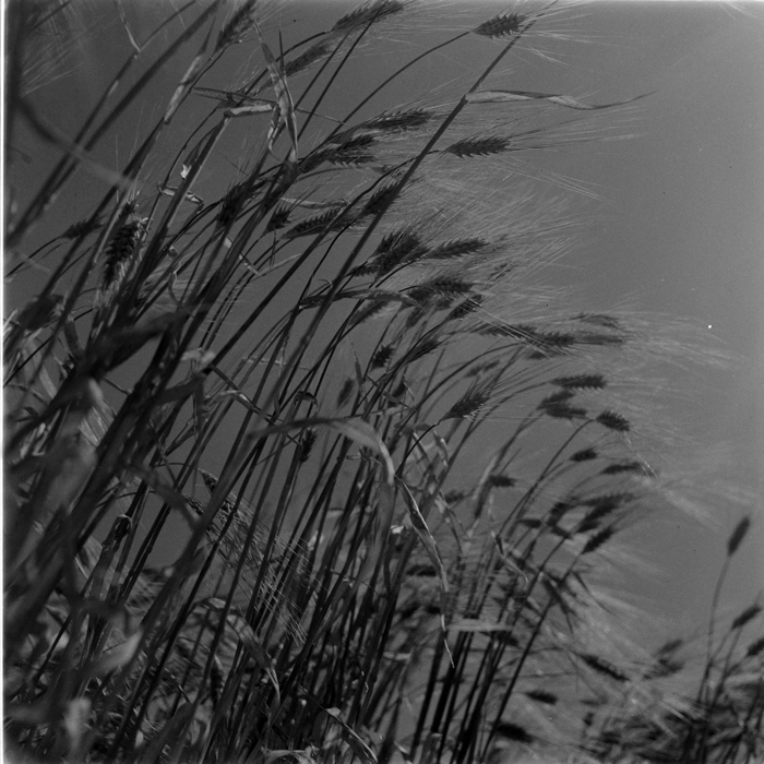 minerva_deak_f_c1_agrar-209