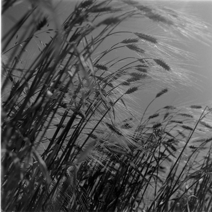 minerva_deak_f_c1_agrar-210