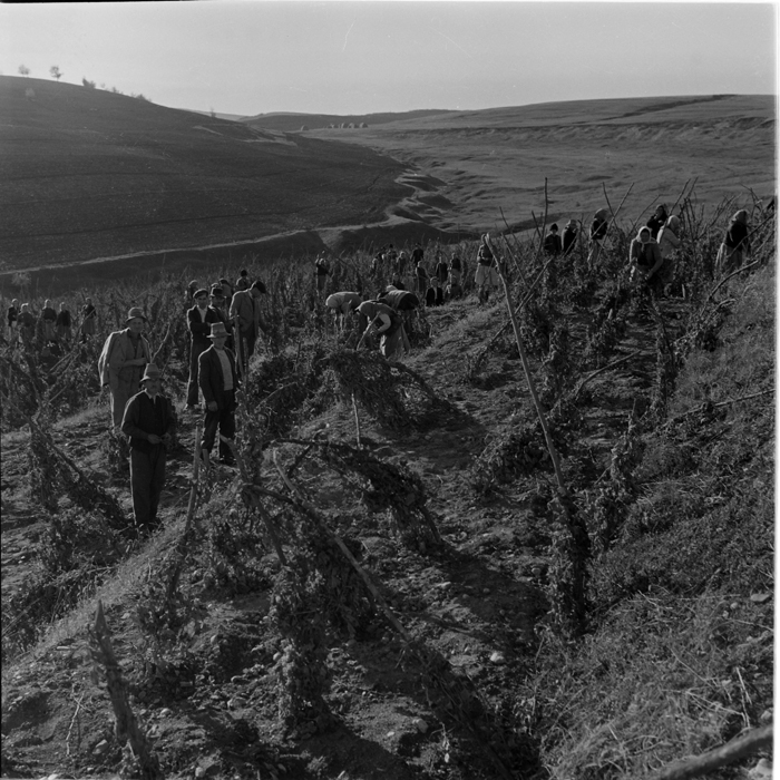 minerva_deak_f_c1_agrar-211