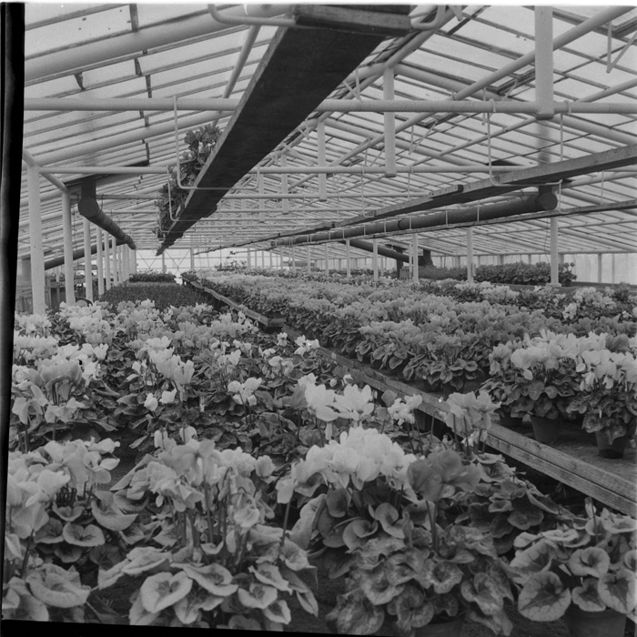 minerva_deak_f_c1_agrar-240