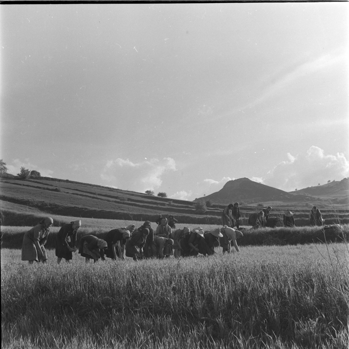 minerva_deak_f_c1_agrar-243