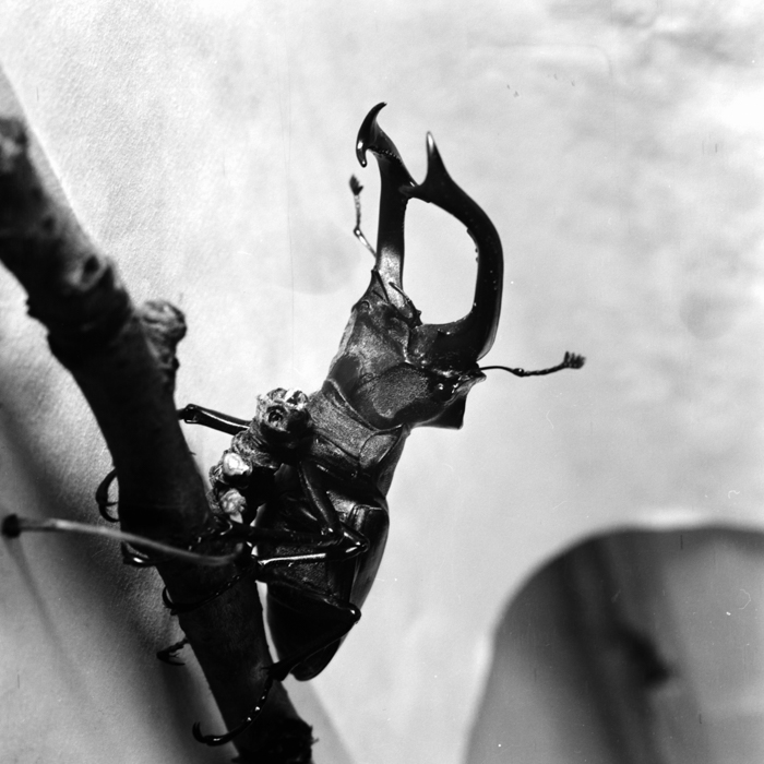 minerva_deak_f_c21_necategorizat2-115