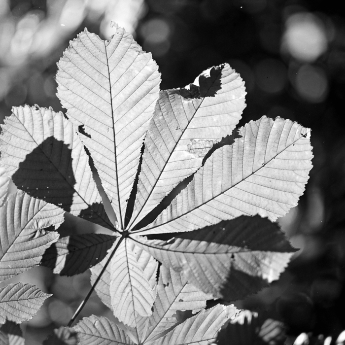 minerva_deak_f_c21_necategorizat3-037