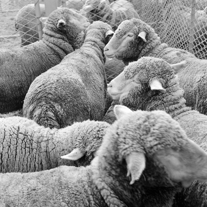 minerva_deak_f_c21_necategorizat4-020