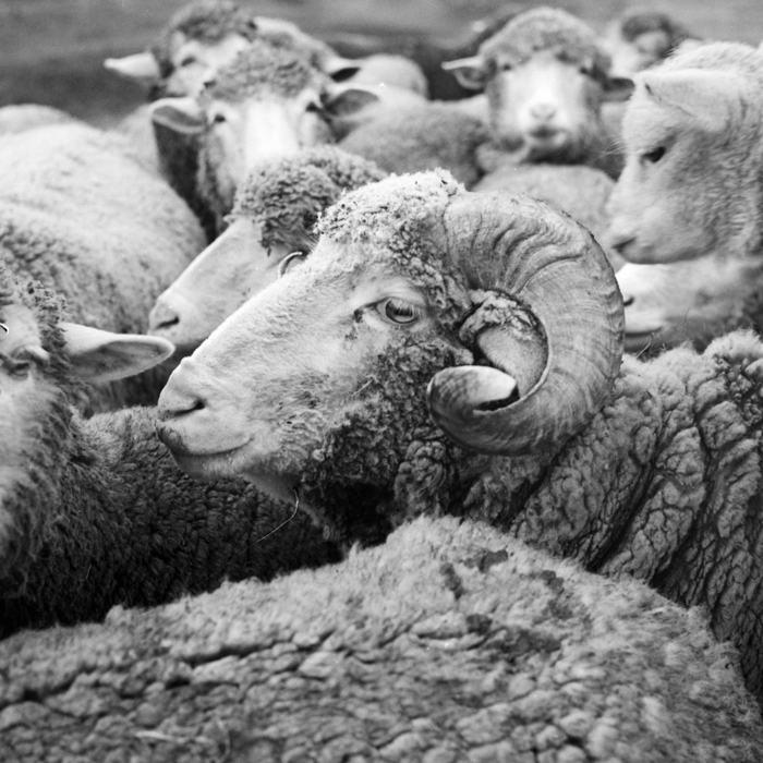 minerva_deak_f_c21_necategorizat4-026