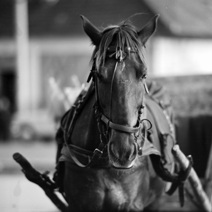 minerva_deak_f_c21_necategorizat4-076