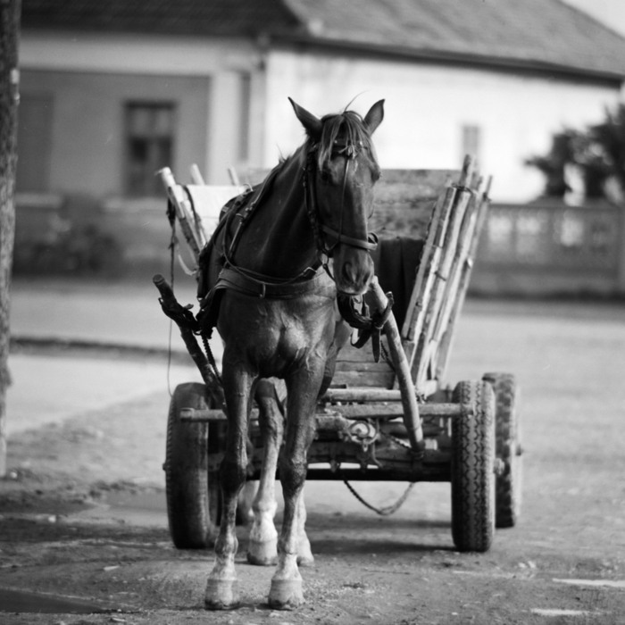 minerva_deak_f_c21_necategorizat4-077