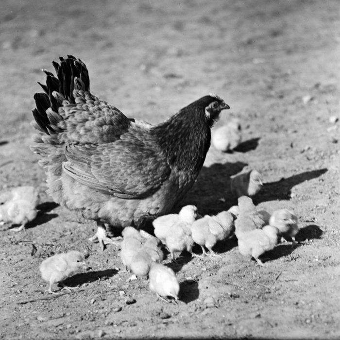 minerva_deak_f_c21_nepviselet,esemenyek-024