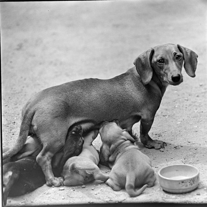 minerva_deak_f_c2_diverse-122