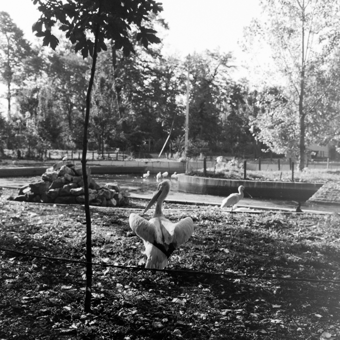 minerva_deak_f_c2_város-147