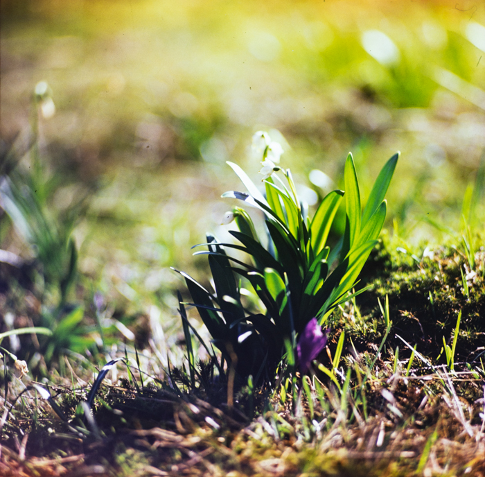 minerva_deak_f_c3_s1_5_romania-010