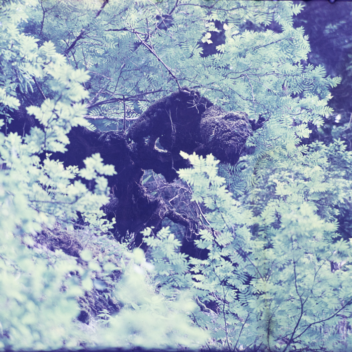 minerva_deak_f_c3_s1_8-008