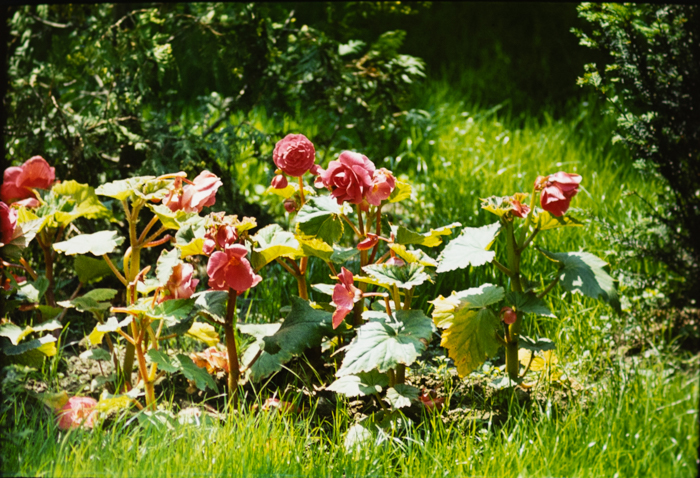 minerva_deak_f_c3_s1_8-015